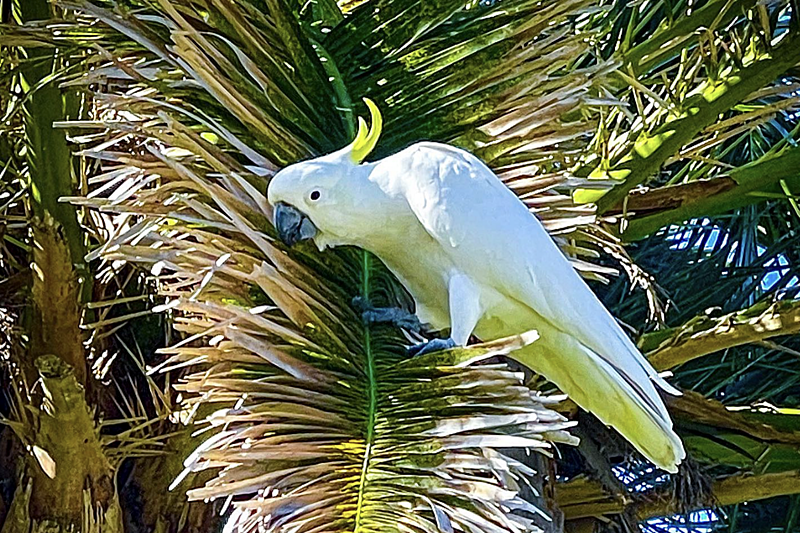 život v&nbsp;Austrálii s&nbsp;dětmi -fauna