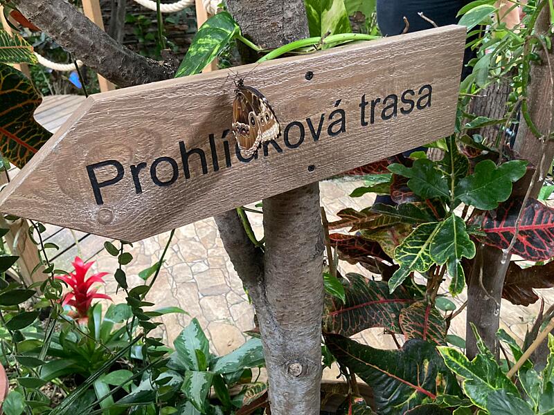 Kam s&nbsp;dětmi v&nbsp;Brně, když prší - Motýlí dům Papilonia