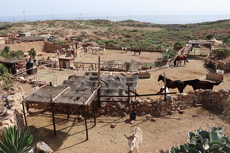 Kam s&nbsp;dětmi na&nbsp;Tenerife - záchranná stanice pro&nbsp;koníky
